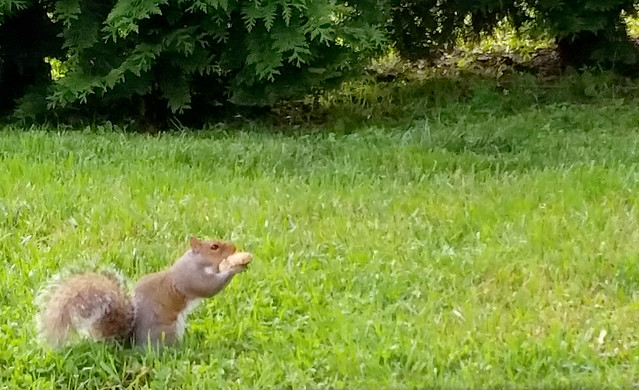 Squirrel 05-30-14