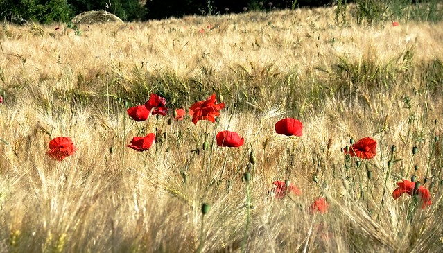 poppies in the wind
