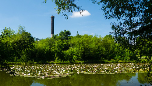 Fowler's Park, waterlilies, incinerator chimney