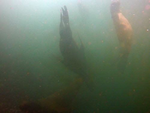 Swimming with Sea Lions, Palominos Islands