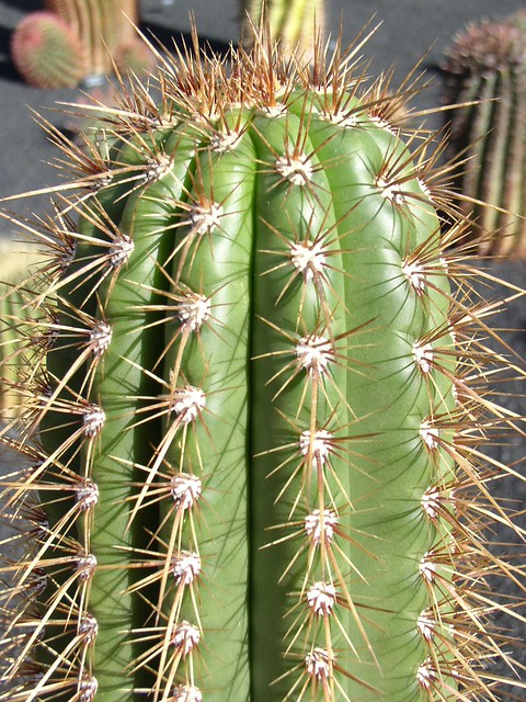 Jardin de Cactus Guatiza Lanzarote