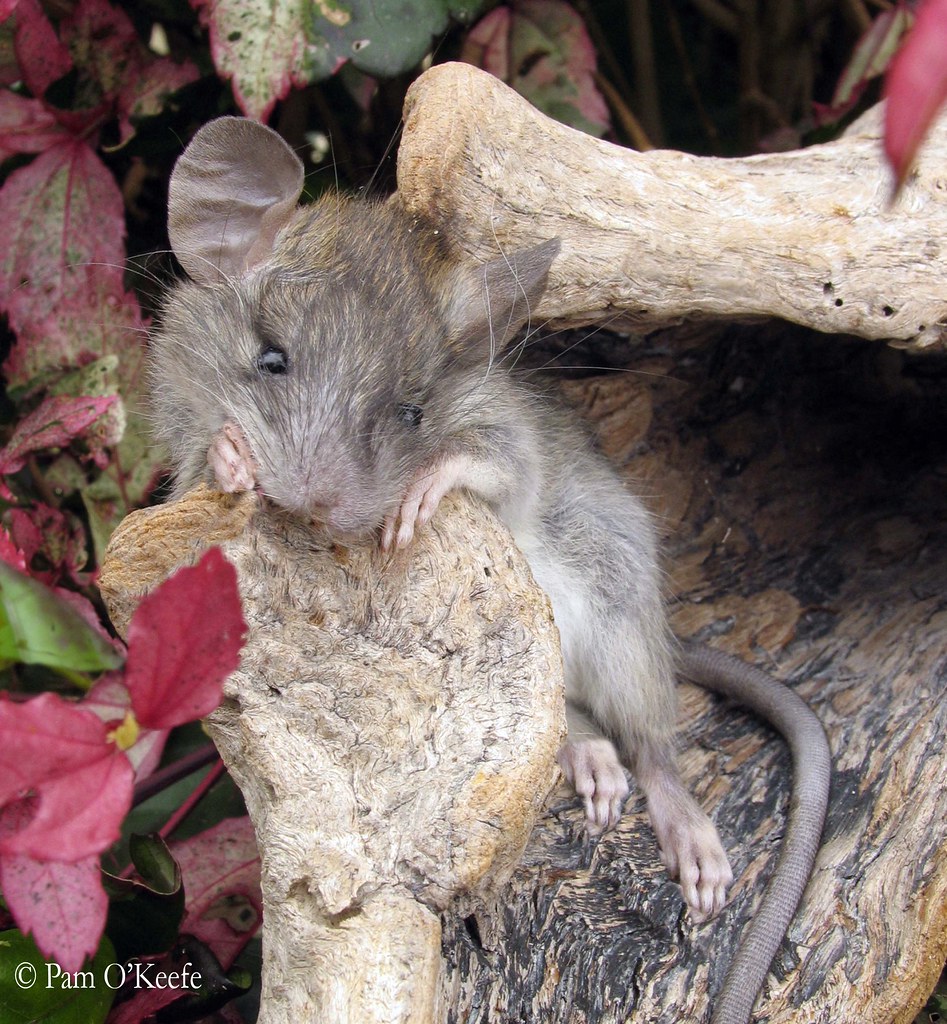 Broken hearted mouse | They said it will never work, he’s a … | Flickr