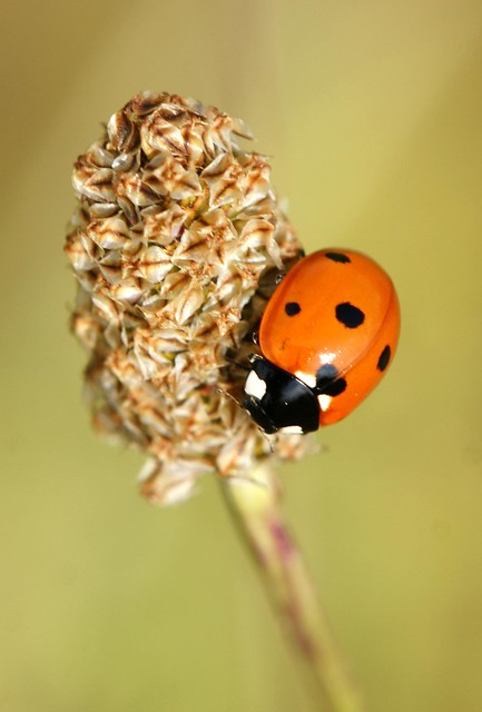 Mariquita de 7 puntos - Ladybird - Coccinella septempunctata