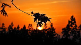 Sunset 5/11/12 over my back fence in Anaheim Hills, CA