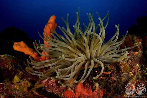 Anemone