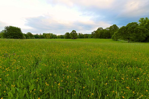 park ireland grass forest lumix evening key long lough panasonic buttercups roscommon gh3 714mm