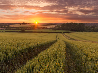 Summer Crop sunset
