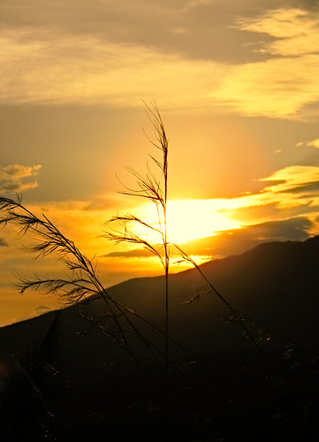 Espigas secas en el atardecer by zelaya_ernesto, En las alturas del cerro pude capturar esta imagen de espigas secas... El atardecer es maravilloso c
