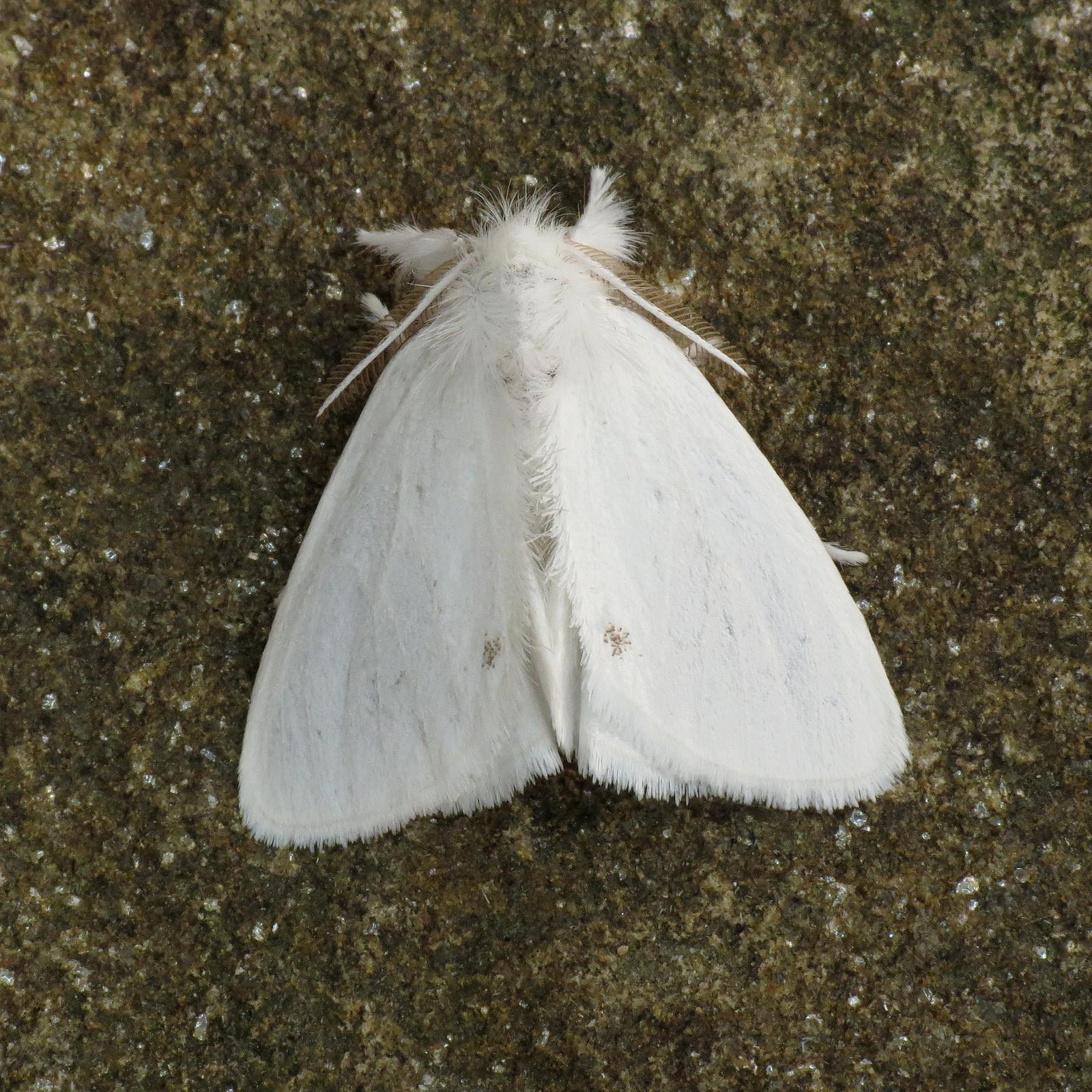 72.013 Yellow-tail - Euproctis similis
