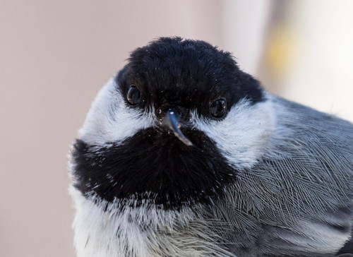 Black-capped Chickadee with deformed bill