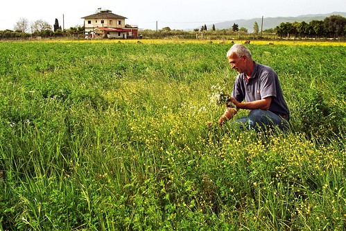 people plants house man green field herbs greece chamomile loutro stockcategories amfilochia krikellos αμφιλοχία λουτρό σπίτι κρίκελλοσ φυτά άντρασ πράσινο χωράφι βότανα χαμομήλι