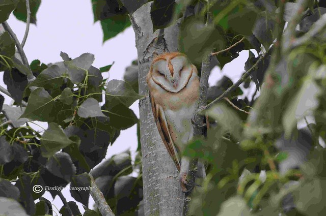 Barn Owl in the tree 1 jpg