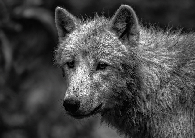 Le regard profond du loup