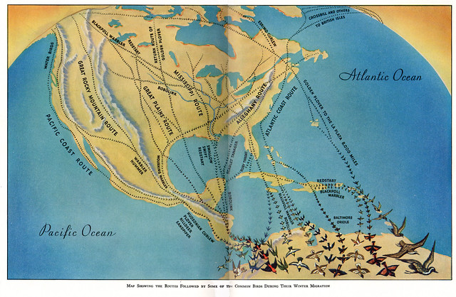 USA bird migration routes