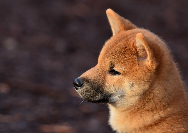Shiba Inu puppy (3 months)