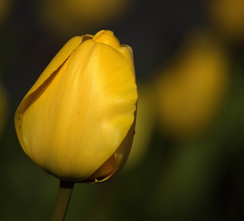 Yellow Tulip | by Chrissie28IWish! ~ hubby passed away 5th Dec peace