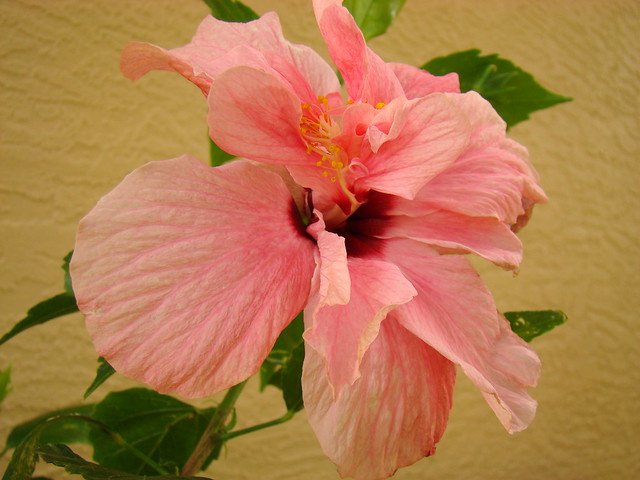 Hibiscus: DOUBLE 'Pink'