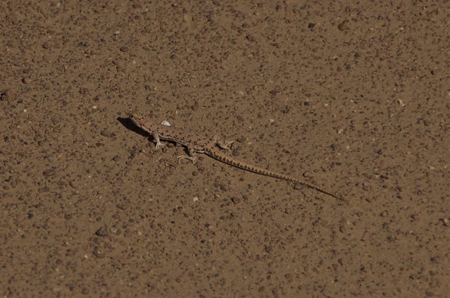 lizard in the desert