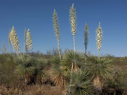 flowers arizona plants usa landscapes desert unitedstatesofamerica gps succulents 2010 panoramio soaptreeyuccayuccaelatapalmilla