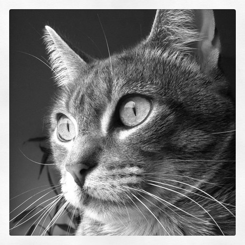 One of my cats | João Nelas | Flickr