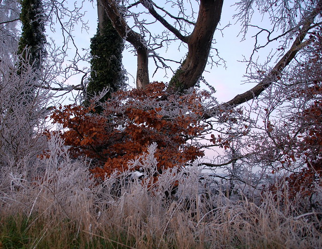 frost colours