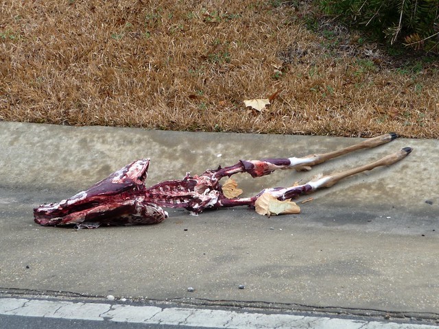 Deer Carcass next to Chili's - Pace, FL