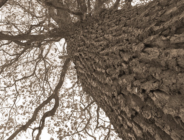 3-3.1.2011  - Hello, old tree!