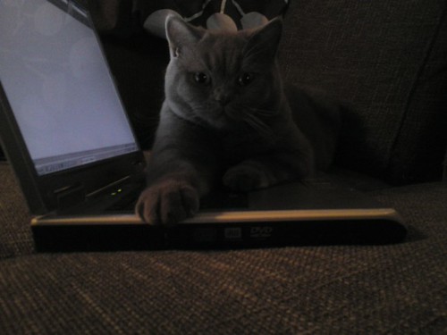 Kitty computer | by annaweeii