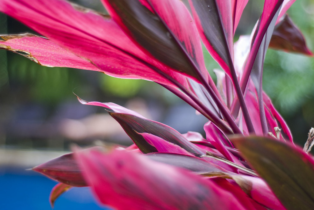 pink leafs | mko29 | Flickr