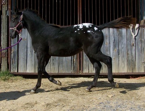 show ranch horses horse black animal animals youth appaloosa athletic forsale performance tags foundation trail halter prospect flashy filly eventing blueroan allaround westernpleasure westernriding equinenow:user=34104 geo:lat=345795282 geo:lon=855905204