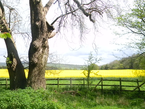 Tree with rapefield Tring to Berkhamsted