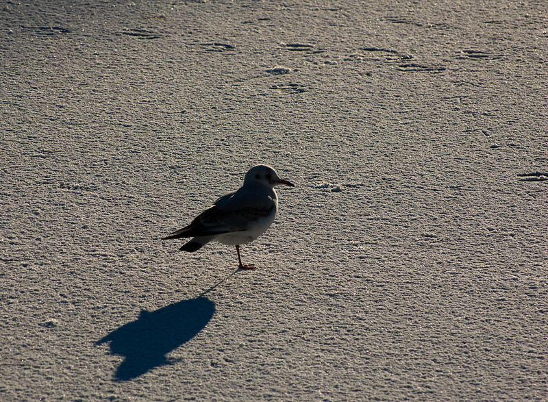 Gull