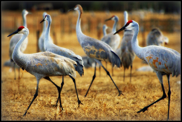 Migration Code Sandhill Cranes