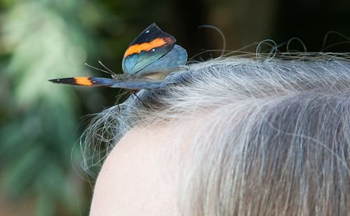 live fascinator | by frisar1