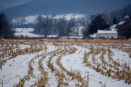 rural cornfield december farm barns upstatenewyork newyorkstate elkcreek rurallandscape schenevus otsegocounty edbrodzinsky
