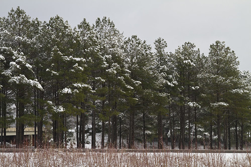 trees winter snow sc canon 7d fortmill alandryer