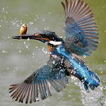 Kingfisher&it's Food(fish)