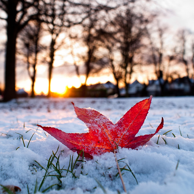 Autumn in Winter, A widespread snowfall in November creates…