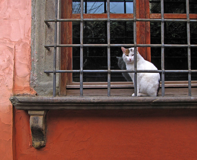 I ♥ Tuscany - Lucca, the cat behind gate
