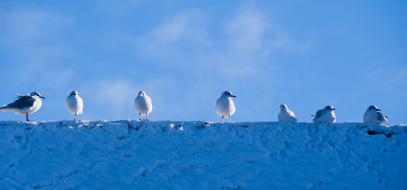 Black-headed gulls on a snowy roof