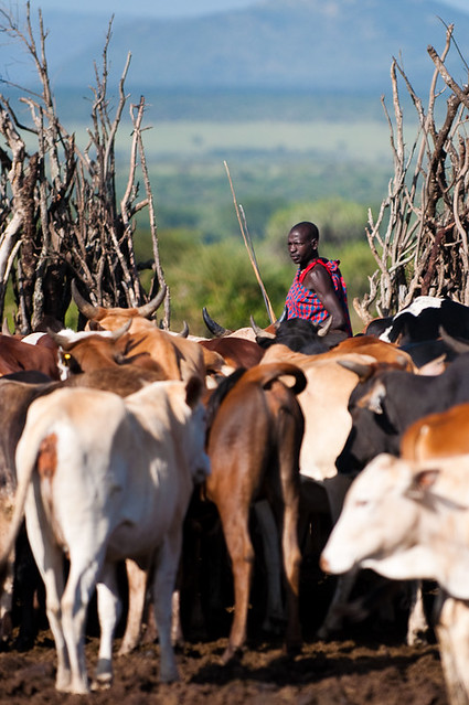 Masai with cows