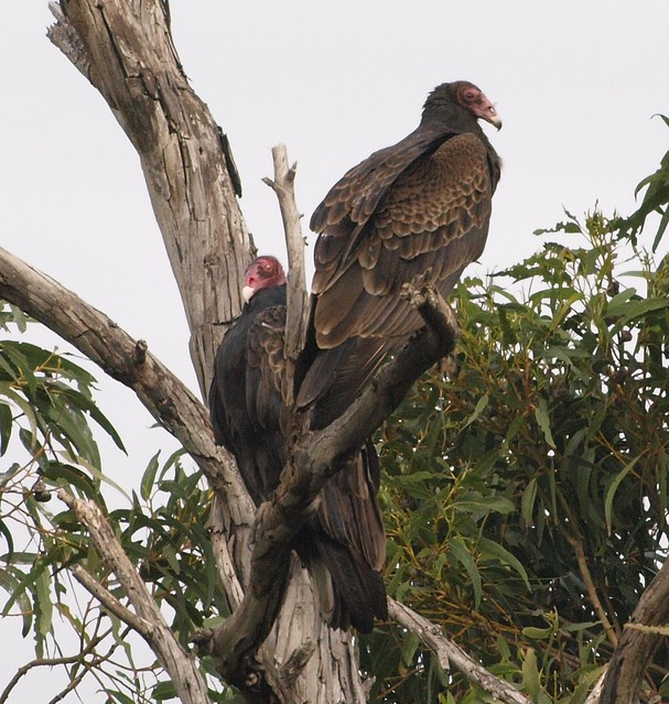 J1013081crop to turkey vulture