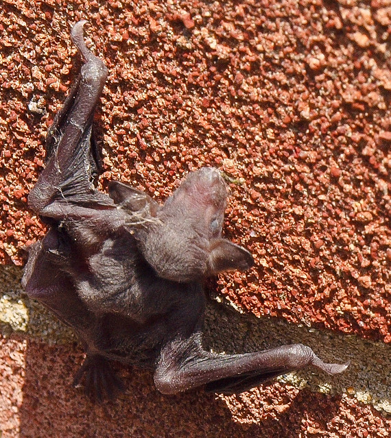 A baby bat which fell out of its nest