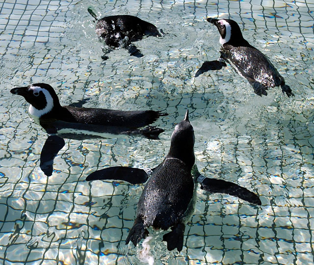 penguins_go_swimming