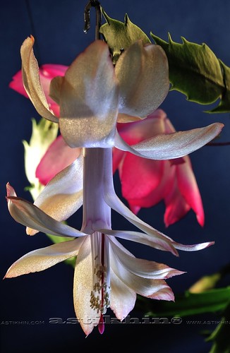 Zygo-cactus family. Christmas cactus flower | by astikhin