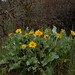 Flickr photo 'Arrowleaf balsamroot and Western wheatgrass' by: Tony Frates.
