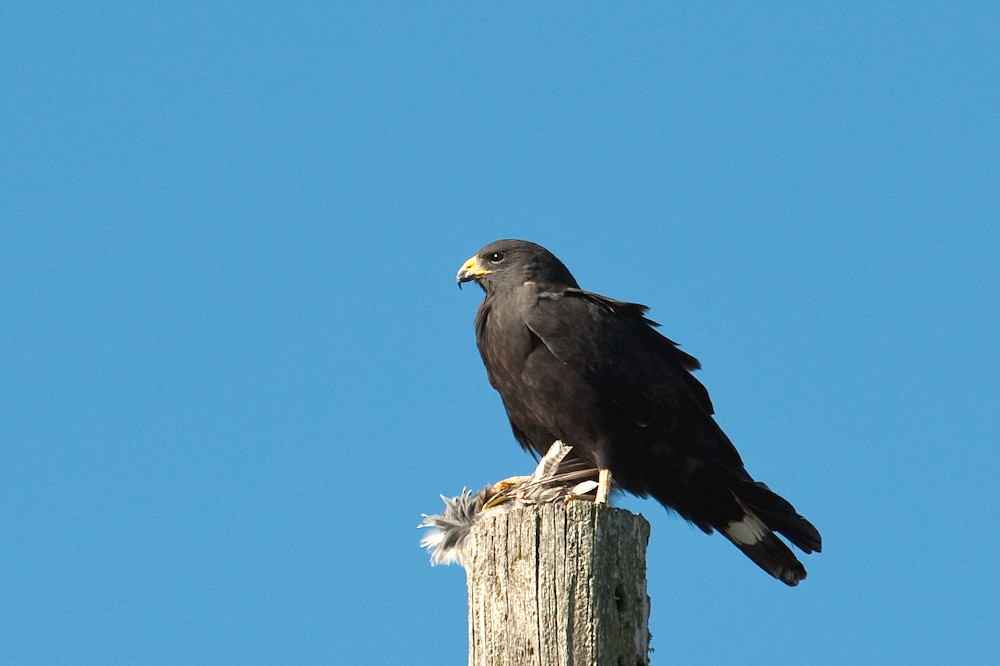 Zone-tailed hawk | Matt Dolan | Flickr