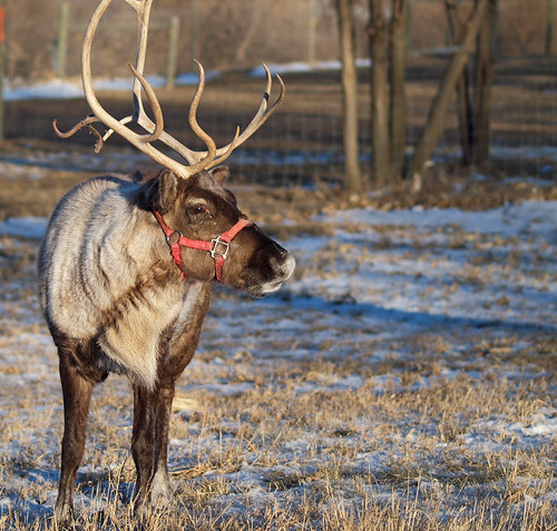 Christmas Magic | by ml_thorsteinson