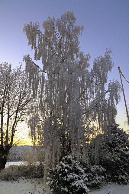 Frosty tree