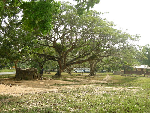 abutia tree in village commons